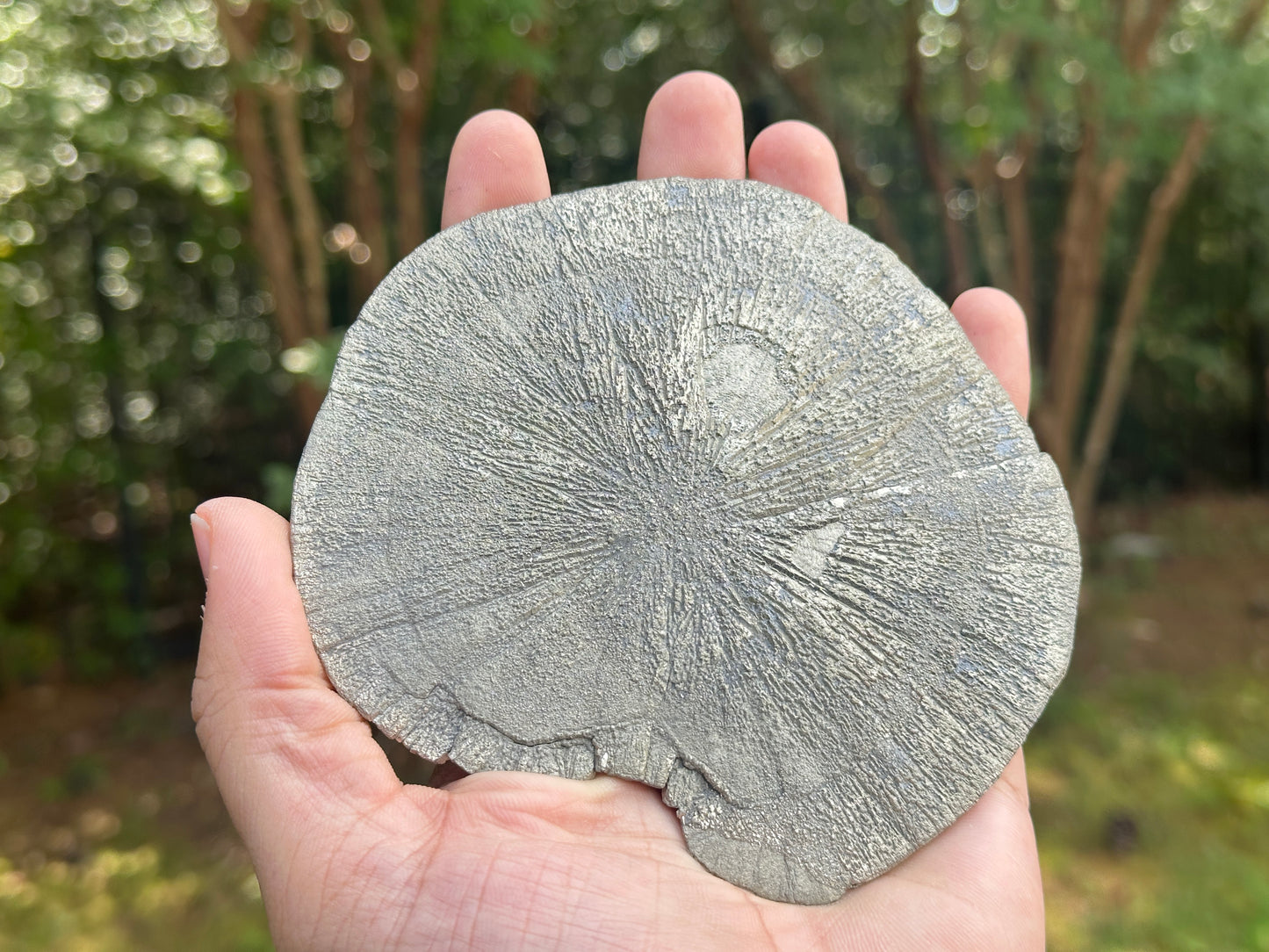 Natural Pyrite Sun Crystal Specimen 5 Inch Golden Sunburst Mineral Stone from Illinois USA, Healing Crystal, Collectors Gemstone, Rare Fool’s Gold