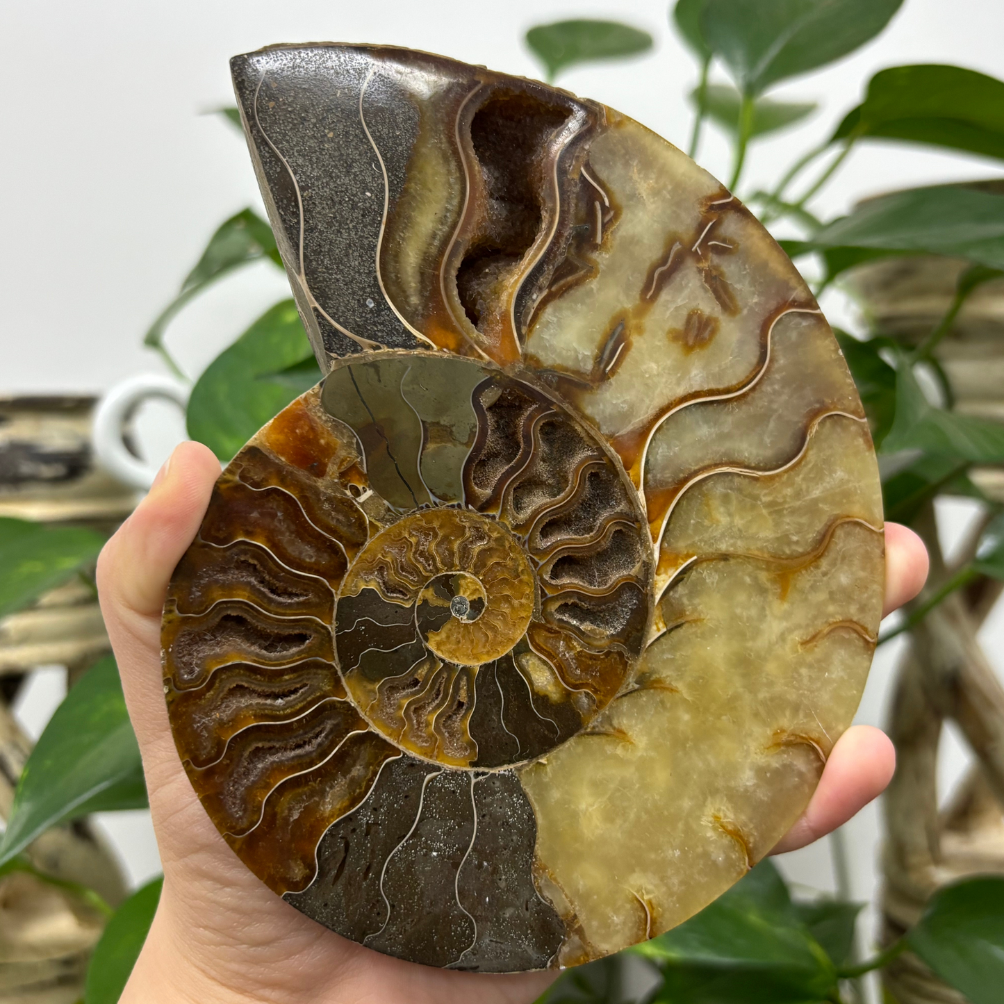 Polished Ammonite Fossil Pair – Unique Nautical Decor or Collector Piece RFL018