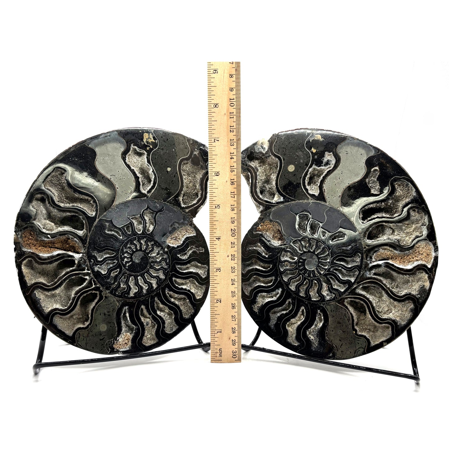 Natural Polished Ammonite Fossil Pair for Energy Healing, Meditation, Collection & Elegant Home Decor - RFL019