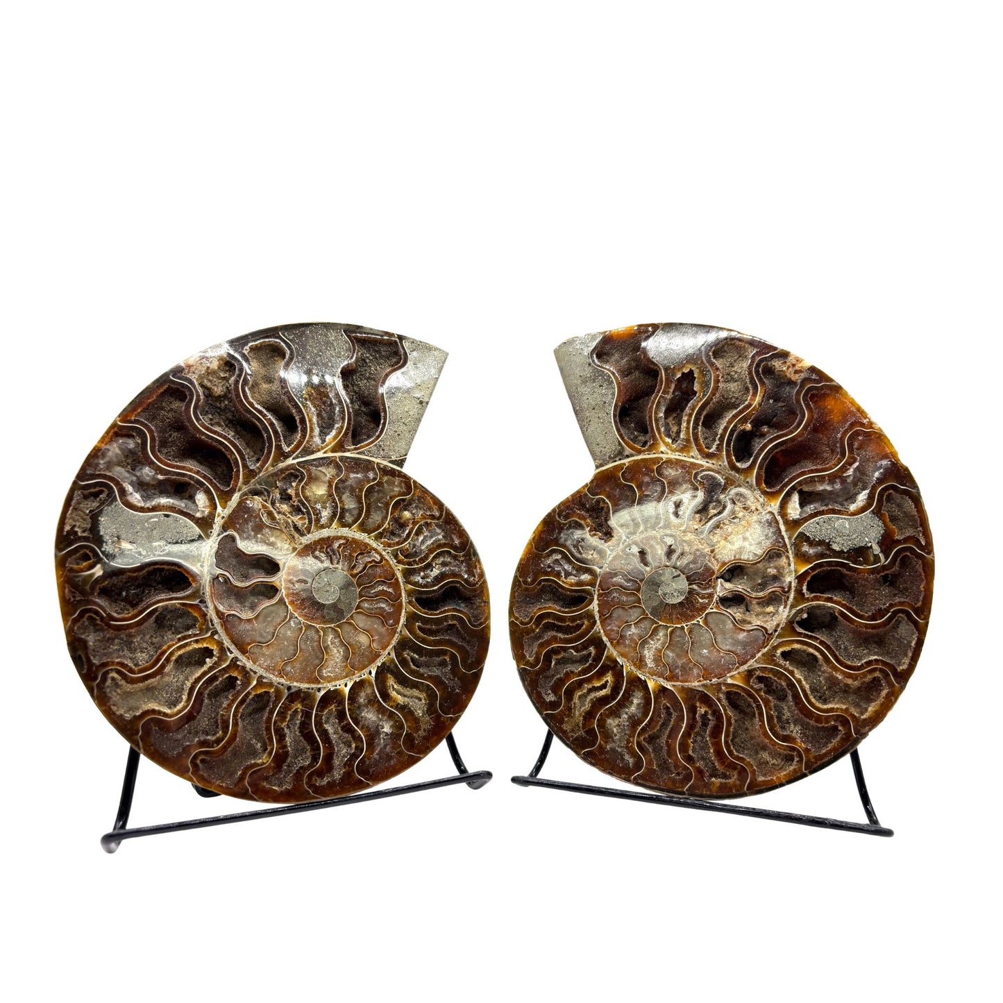 Natural Polished Ammonite Fossil Pair for Energy Healing, Meditation, Collection & Decorative Home Display - RFL020