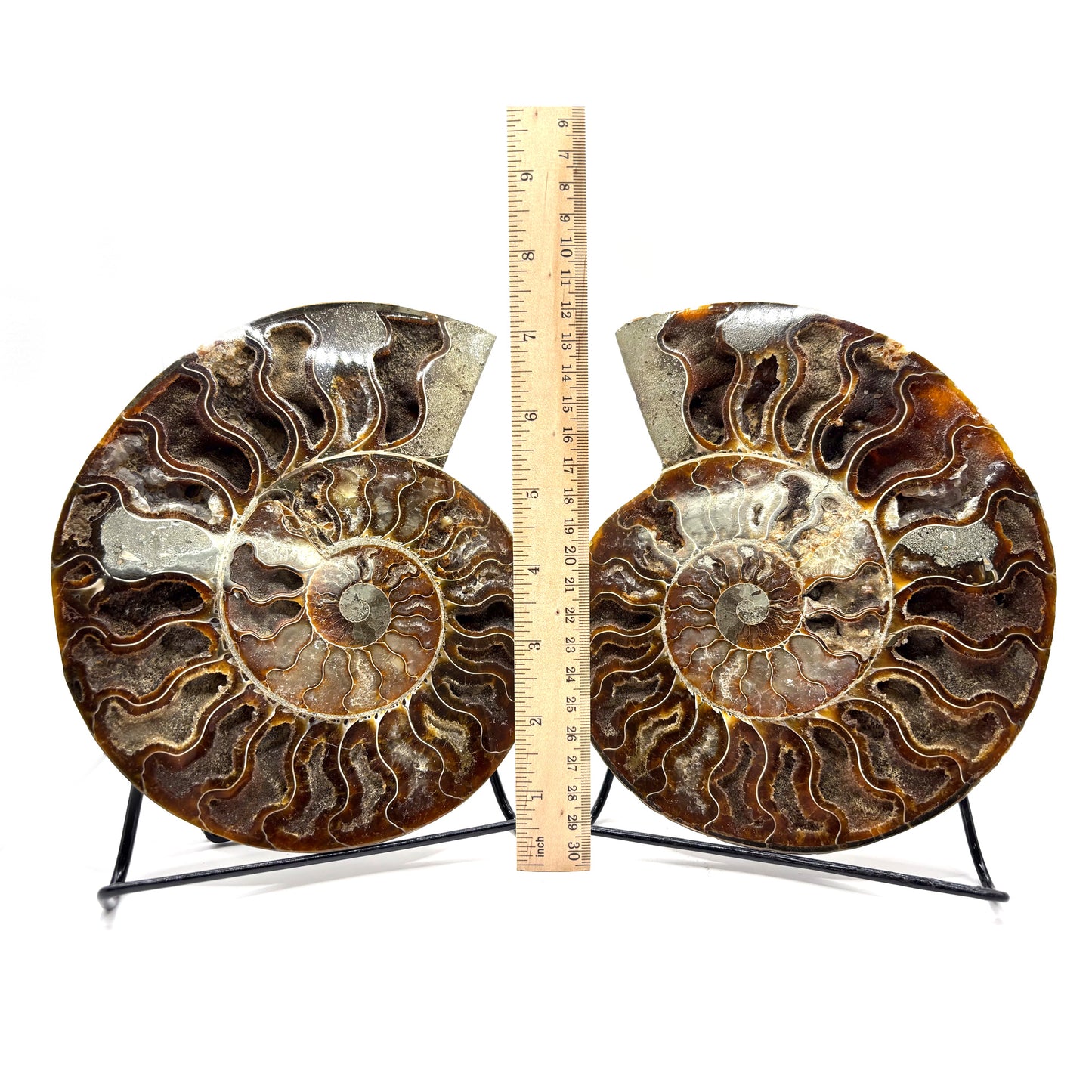 Natural Polished Ammonite Fossil Pair for Energy Healing, Meditation, Collection & Decorative Home Display - RFL020