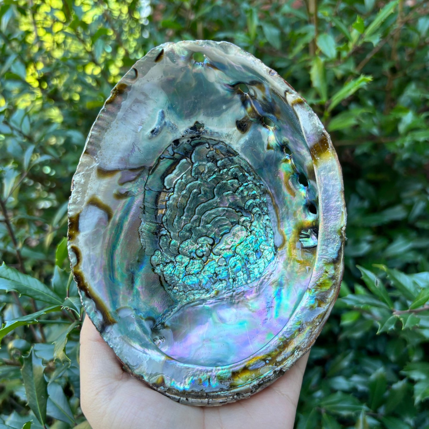 Natural Polished Abalone Shell for Healing, Focus, Meditation, Crystal Cleansing & Unique Decorative Home Display - RFL022-A