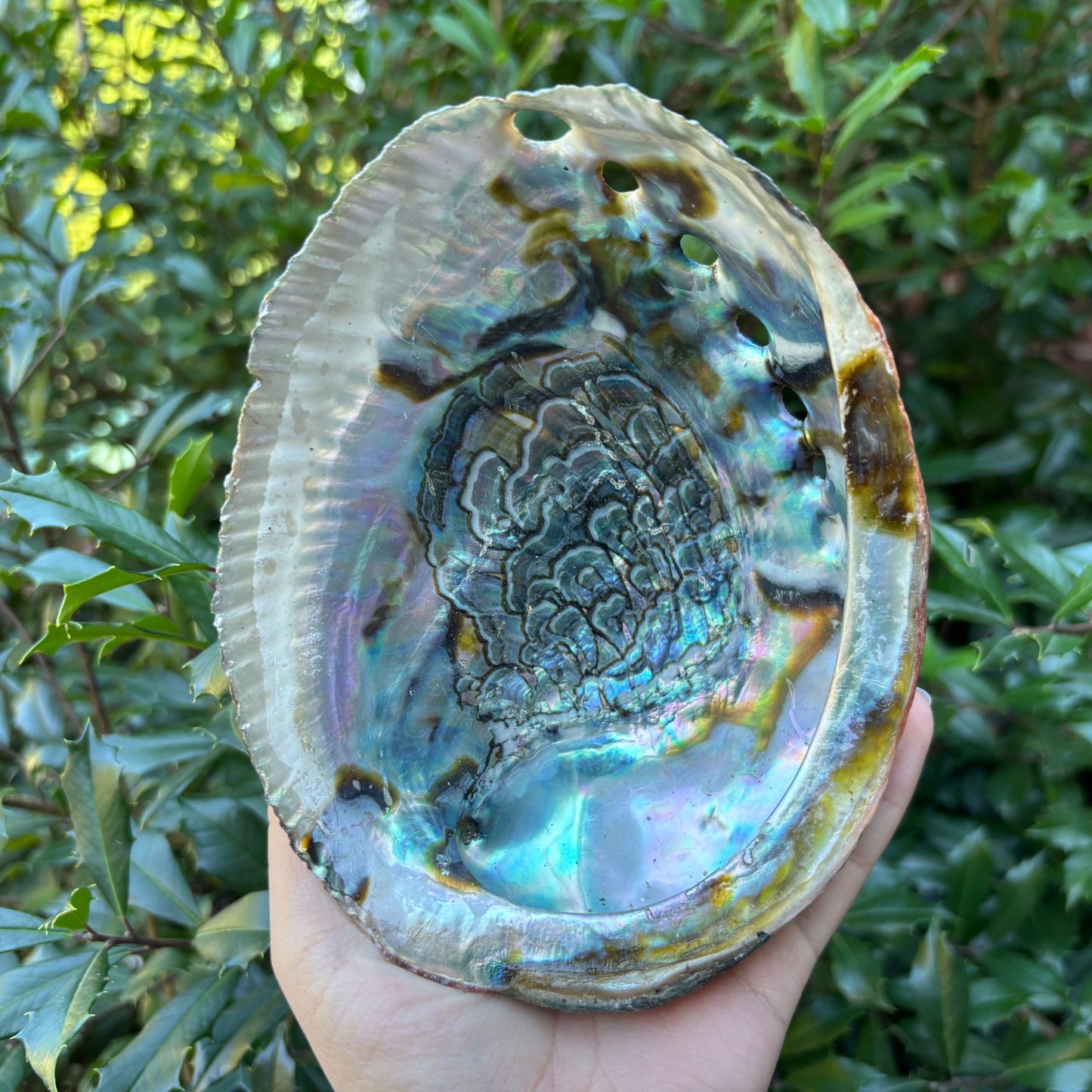 Natural Polished Ammonite Shell Fossil for Energy Healing, Meditation, Collection & Unique Home Decor Display - RFL021-B