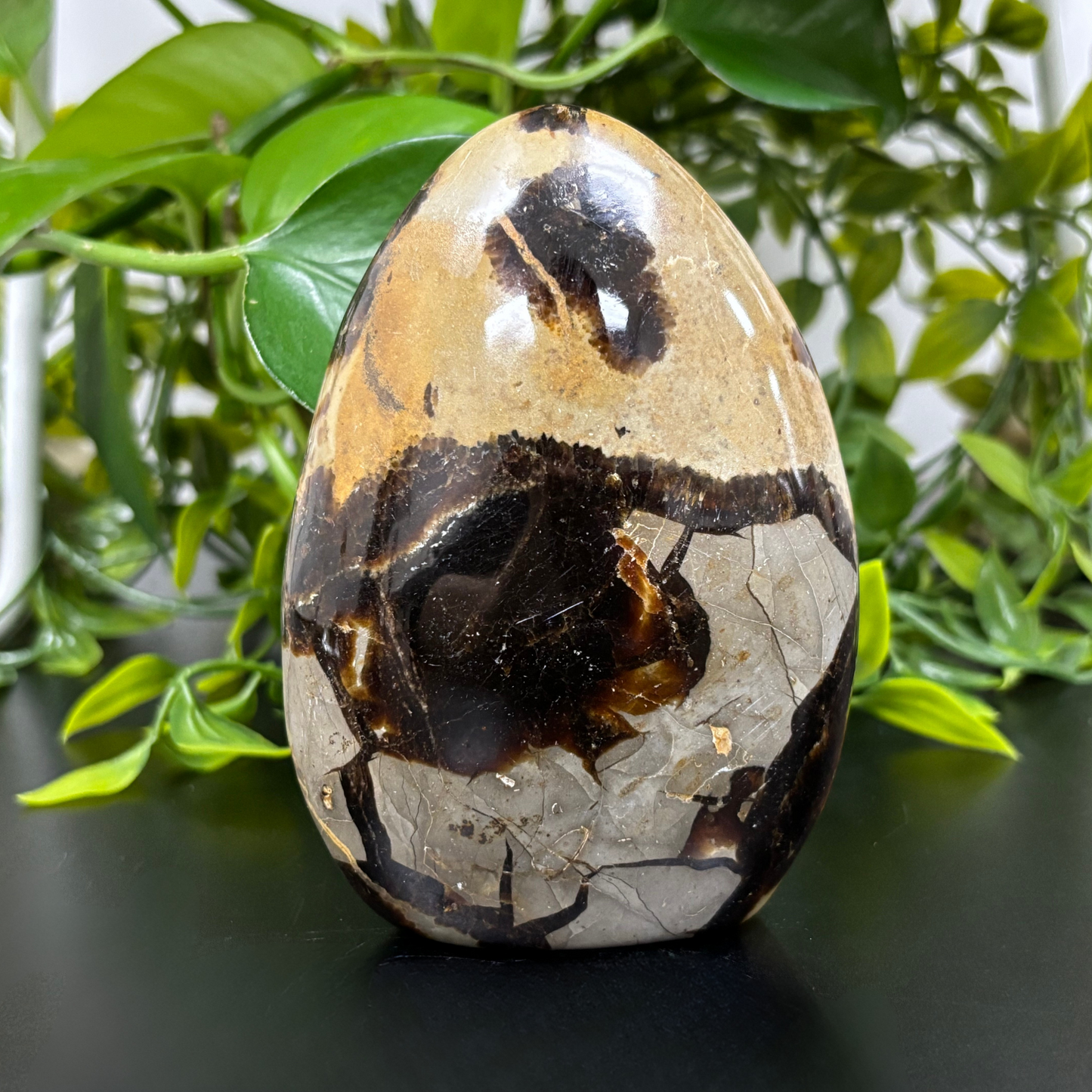 Natural Septarian Freeform Rock Polished Self-Standing Healing Stone - RPS456