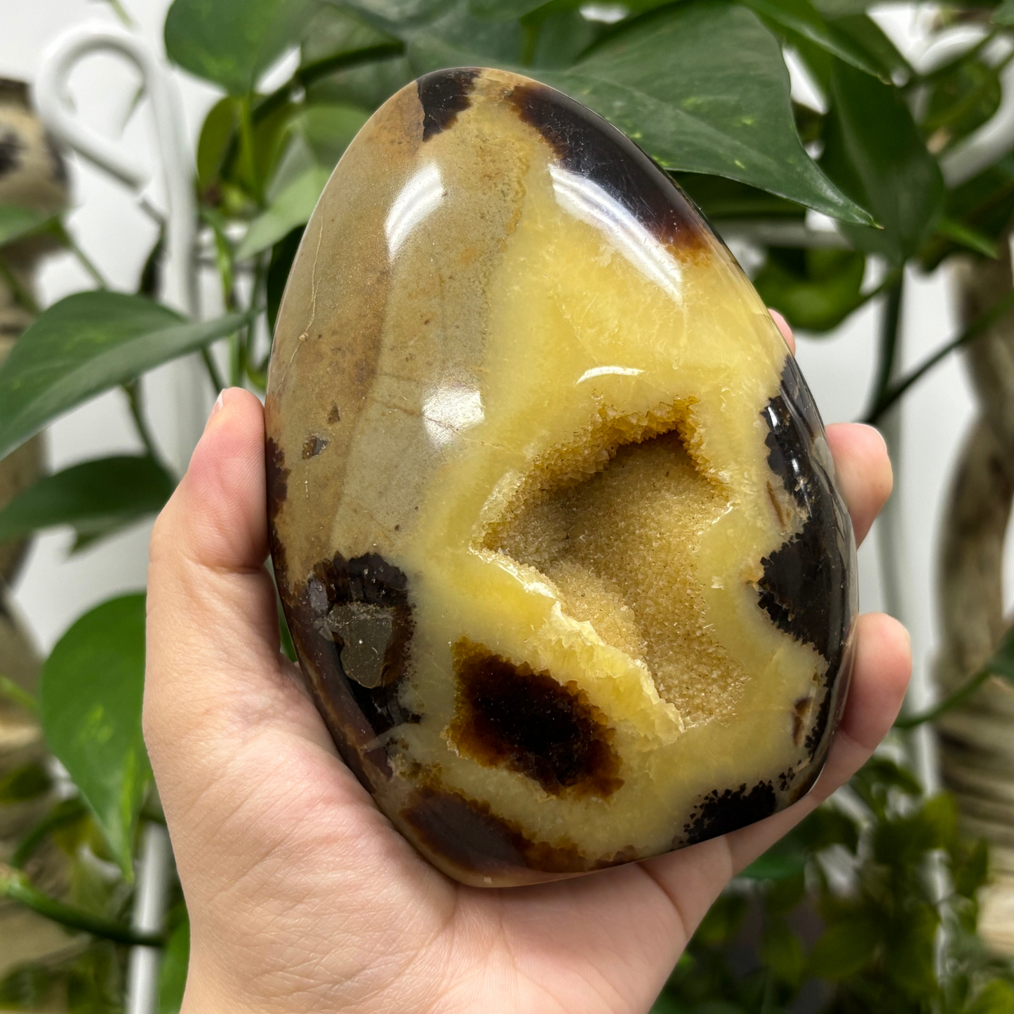 Natural Septarian Freeform Rock Polished Self-Standing Healing Stone - RPS456
