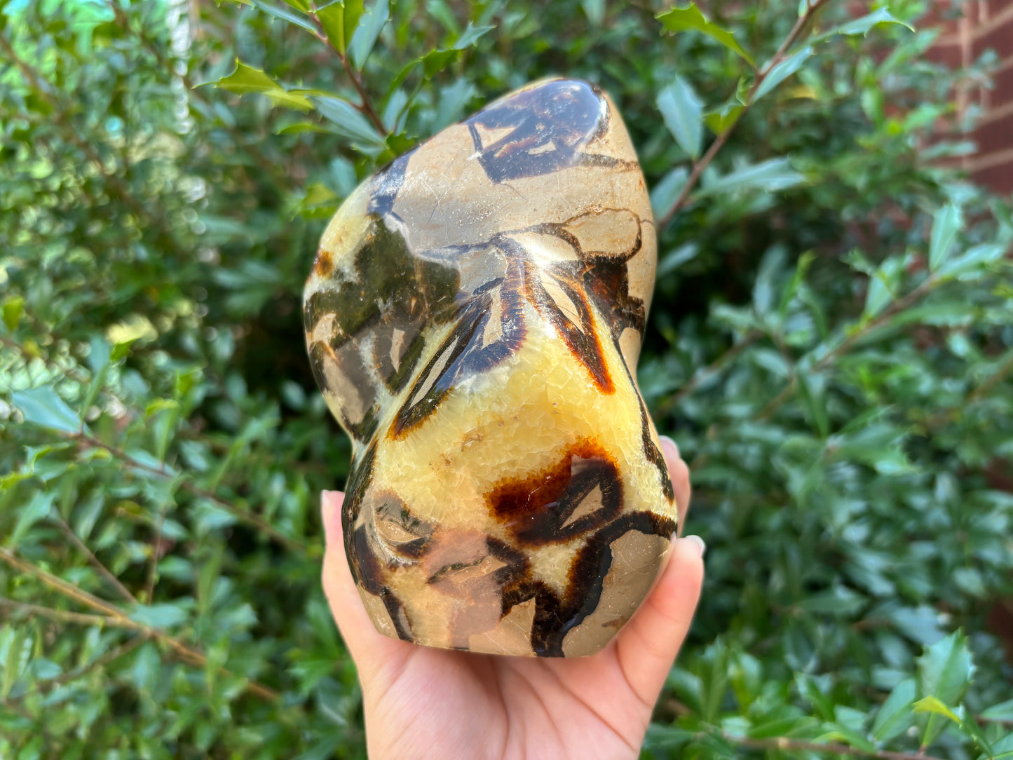 Natural Septarian Freeform Polished Crystal Fossil Stone Unique Healing Mineral, Decorative Display Piece, Energy Balancing Dragon Stone for Collectors, Meditation & Home Decor - RPS496