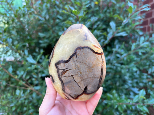 Natural Septarian Freeform Crystal Fossil, Polished Stone for Collectors, Meditation, Energy Healing, and Decorative Home Display - RPS499