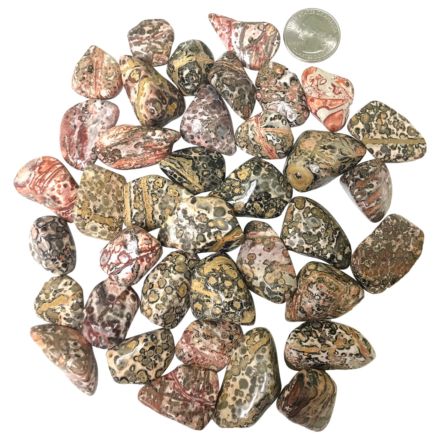 Leopard Skin Jasper Tumbled Stone - Gem Avenue