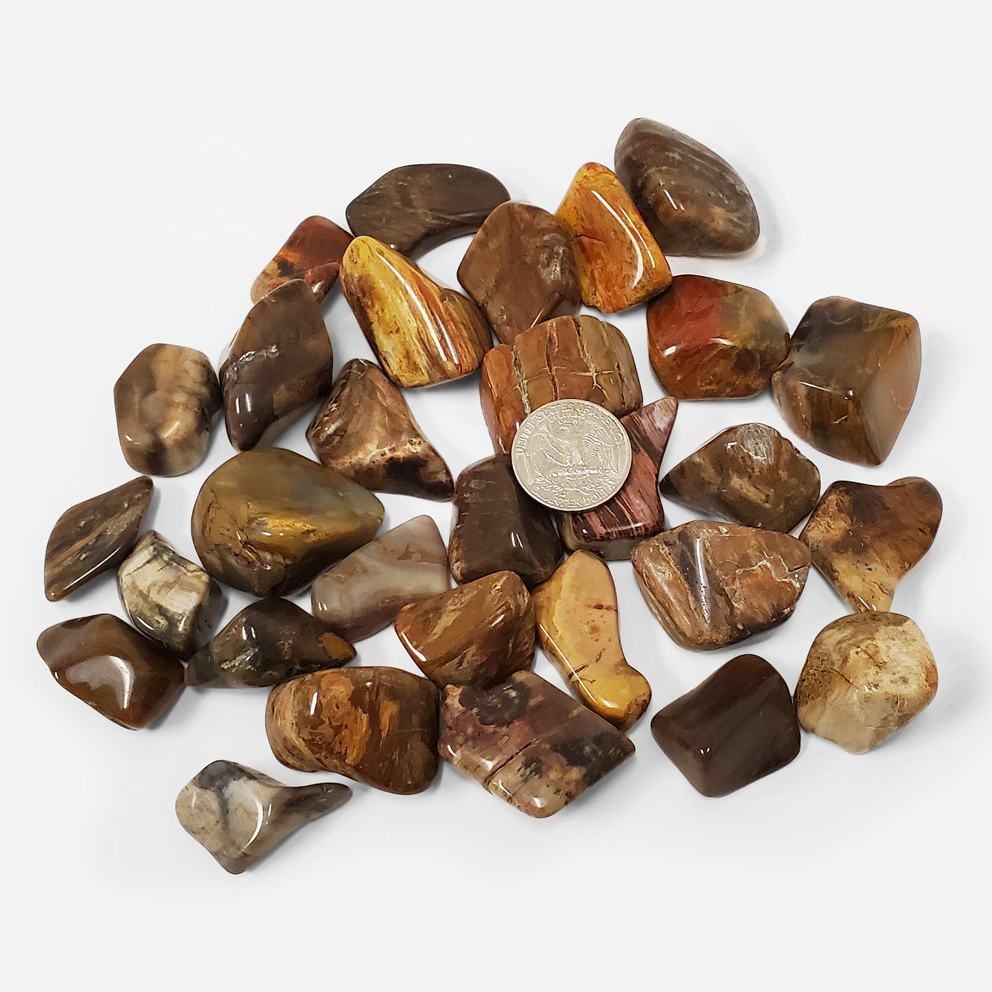 Petrified Wood Tumbled Stone Gemstone Crystal - Gem Avenue