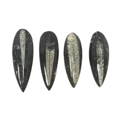 Fossils