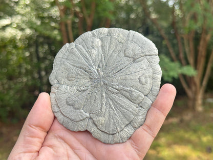 Natural Pyrite Sun Crystal Specimen 4 Inch Golden Sunburst Mineral Stone from Illinois USA, Healing Crystal, Collectors Gemstone, Rare Fool’s Gold