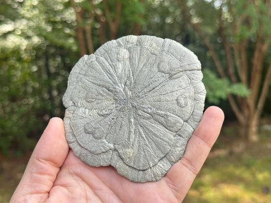 Natural Pyrite Sun Crystal Specimen 4 Inch Golden Sunburst Mineral Stone from Illinois USA, Healing Crystal, Collectors Gemstone, Rare Fool’s Gold