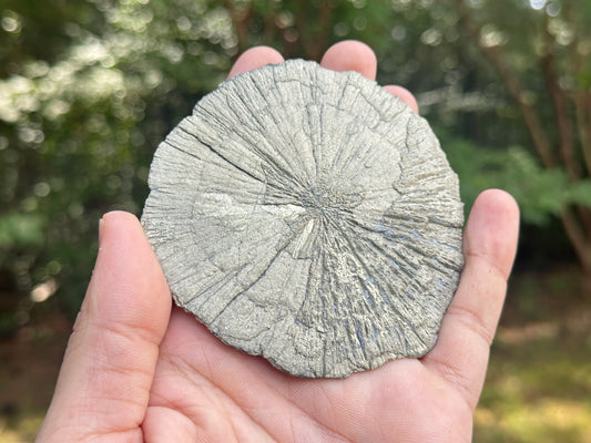 Natural Golden Pyrite Sun 4 Inch Sunburst Crystal Mineral Stone from Illinois USA, Healing Crystal, Collectors Gemstone, Rare Display Piece