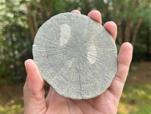 Rare 3.75 Inch Pyrite Sun Crystal from Illinois USA Natural Golden Sunburst Mineral Stone, Healing Crystal, Collectors Gemstone, Unique Fool’s Gold