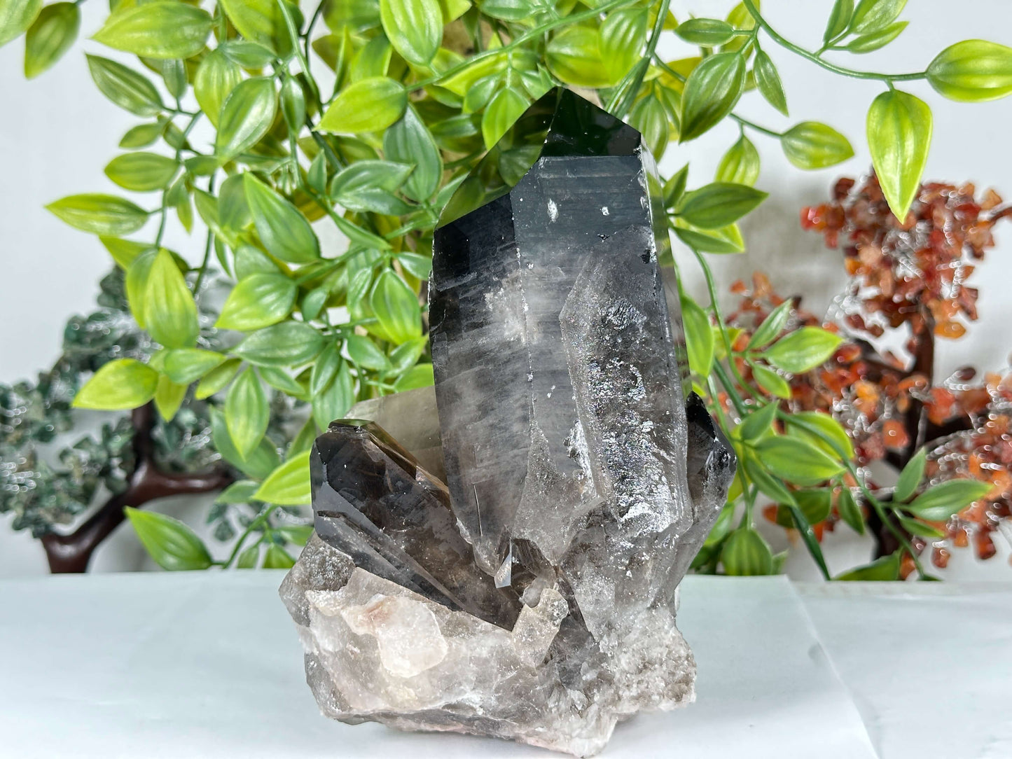 Natural Large Smoky Quartz Crystal Point Cluster Specimen - RCR475