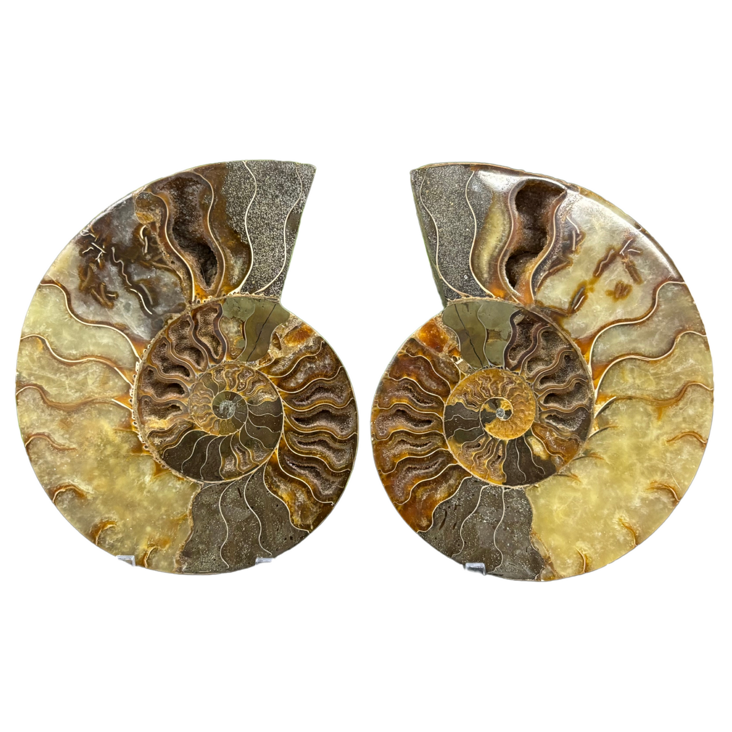 Polished Ammonite Fossil Pair – Unique Nautical Decor or Collector Piece RFL018