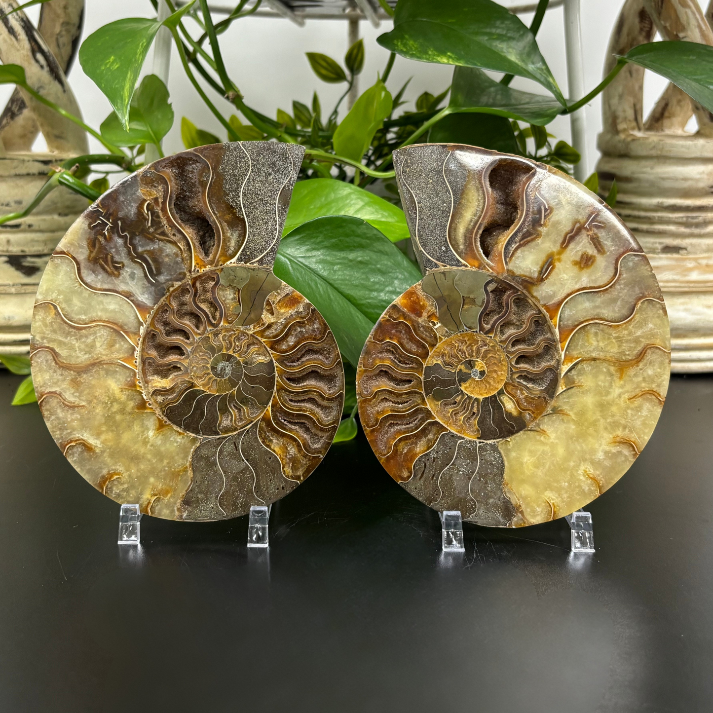 Polished Ammonite Fossil Pair – Unique Nautical Decor or Collector Piece RFL018