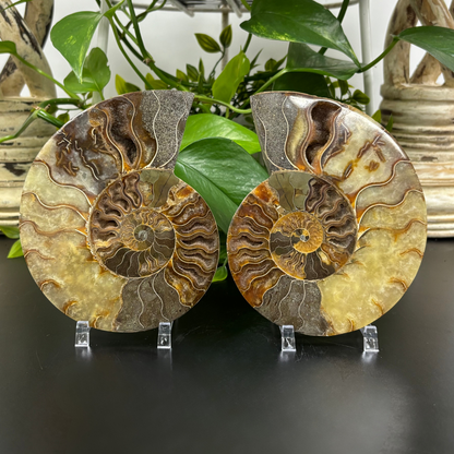 Polished Ammonite Fossil Pair – Unique Nautical Decor or Collector Piece RFL018