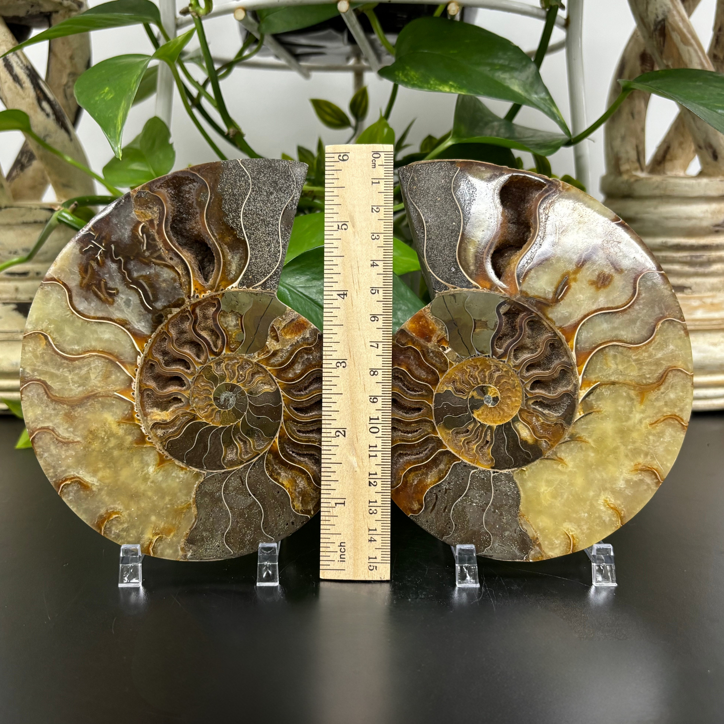Polished Ammonite Fossil Pair – Unique Nautical Decor or Collector Piece RFL018