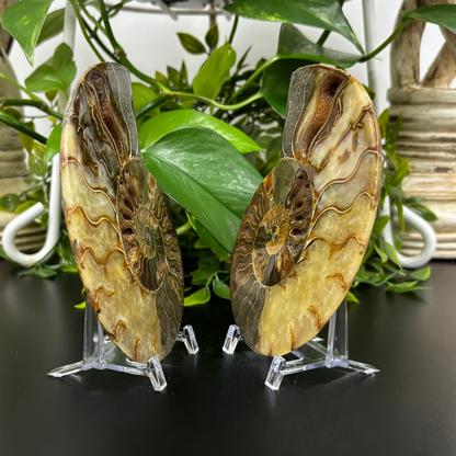 Polished Ammonite Fossil Pair – Unique Nautical Decor or Collector Piece RFL018