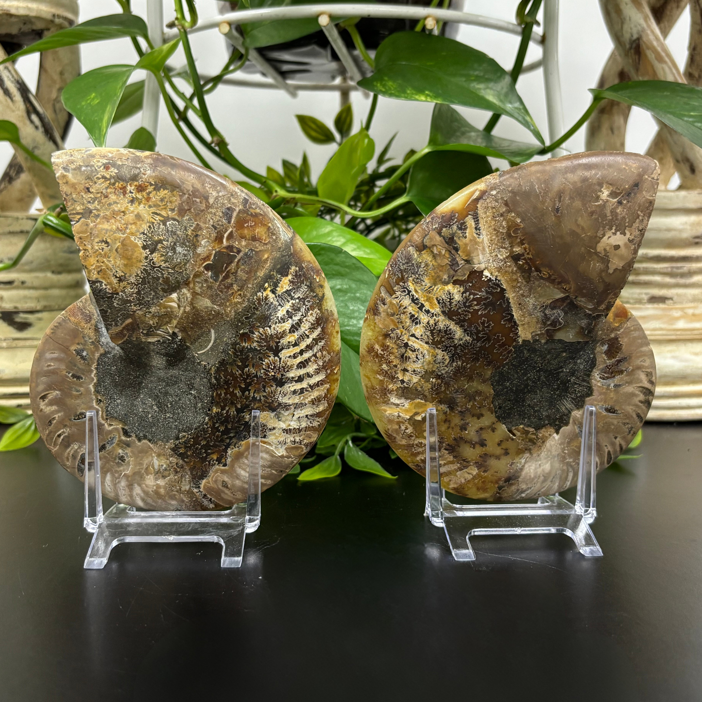 Polished Ammonite Fossil Pair – Unique Nautical Decor or Collector Piece RFL018