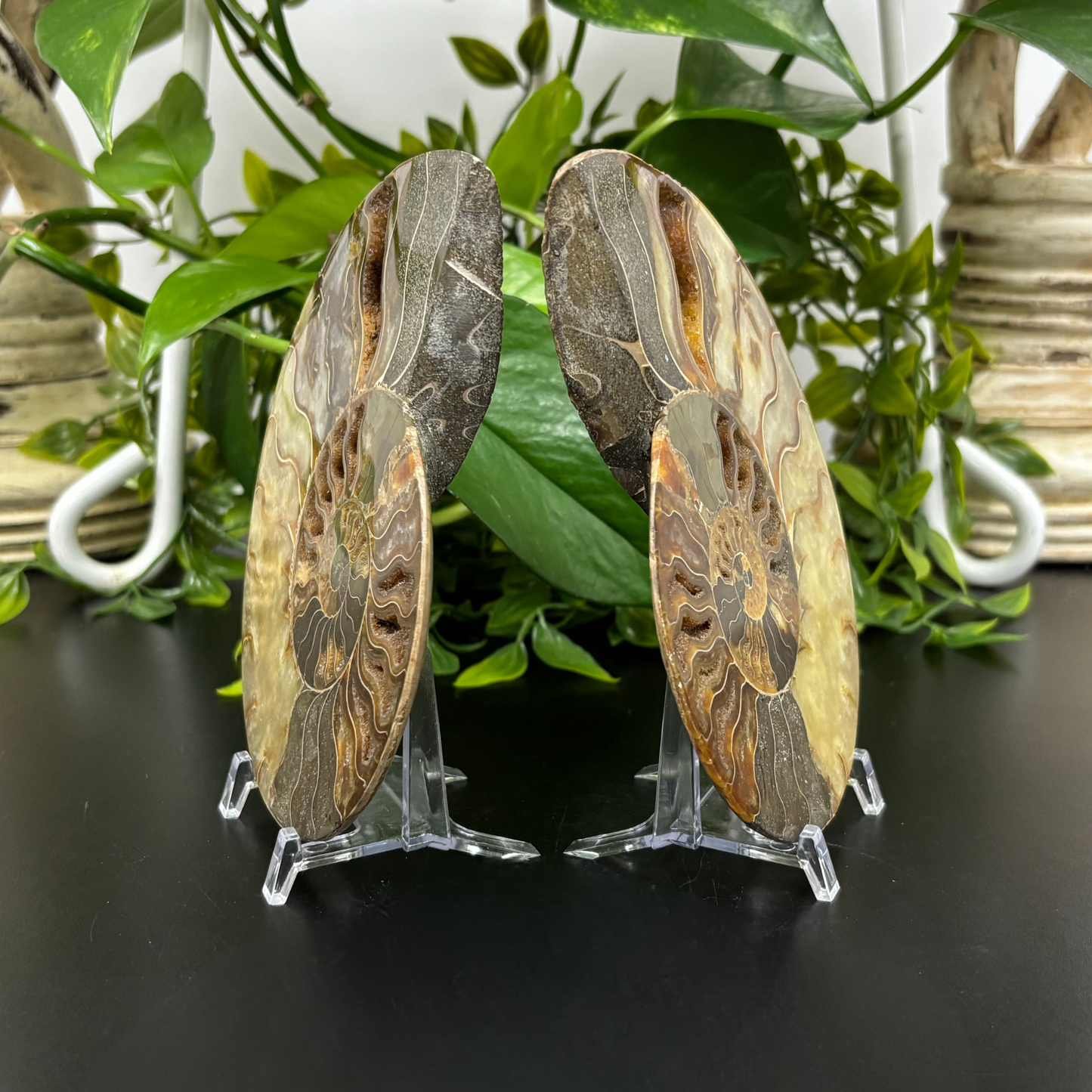 Polished Ammonite Fossil Pair – Unique Nautical Decor or Collector Piece RFL018