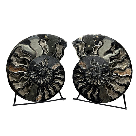 Natural Polished Ammonite Fossil Pair for Energy Healing, Meditation, Collection & Elegant Home Decor - RFL019