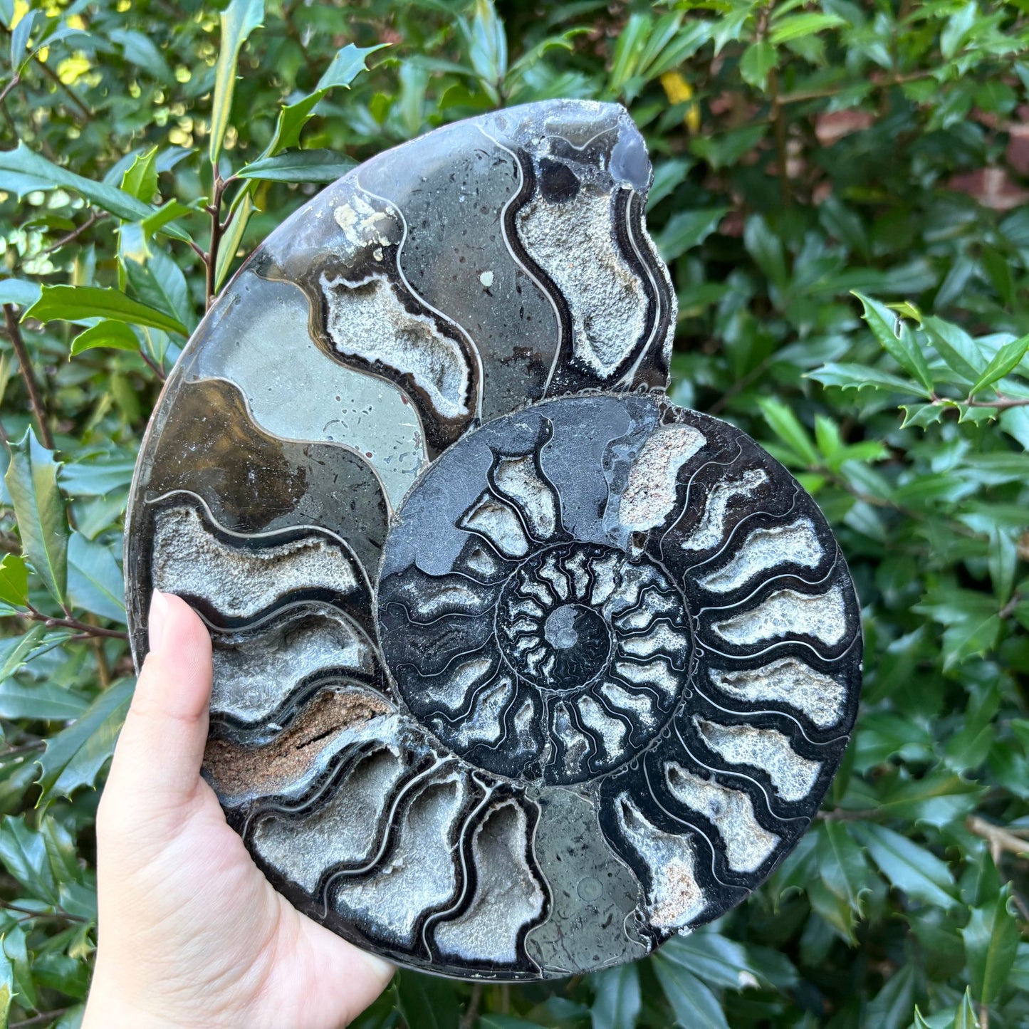 Natural Polished Ammonite Fossil Pair for Energy Healing, Meditation, Collection & Elegant Home Decor - RFL019