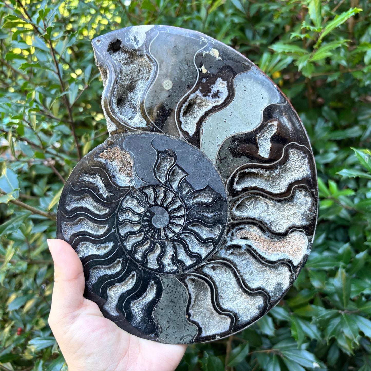 Natural Polished Ammonite Fossil Pair for Energy Healing, Meditation, Collection & Elegant Home Decor - RFL019