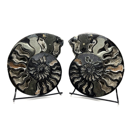 Natural Polished Ammonite Fossil Pair for Energy Healing, Meditation, Collection & Elegant Home Decor - RFL019