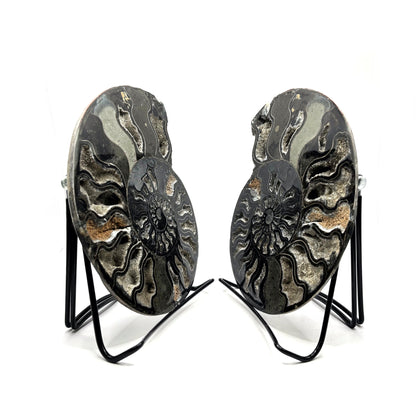 Natural Polished Ammonite Fossil Pair for Energy Healing, Meditation, Collection & Elegant Home Decor - RFL019