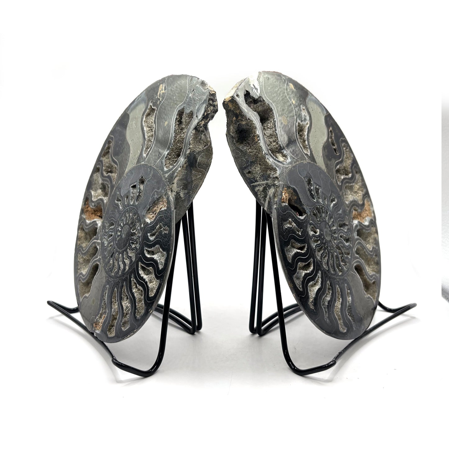 Natural Polished Ammonite Fossil Pair for Energy Healing, Meditation, Collection & Elegant Home Decor - RFL019
