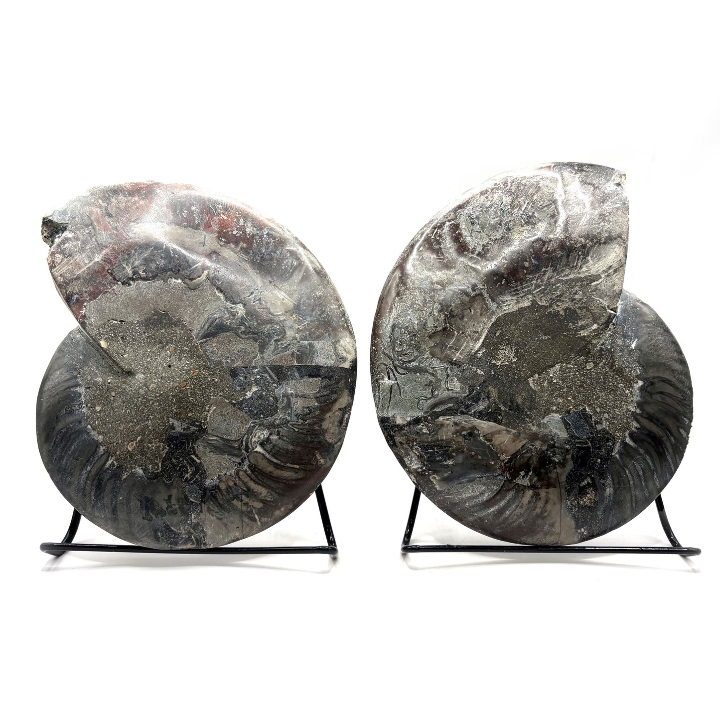 Natural Polished Ammonite Fossil Pair for Energy Healing, Meditation, Collection & Elegant Home Decor - RFL019