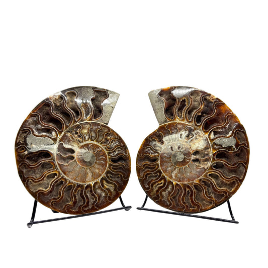 Natural Polished Ammonite Fossil Pair for Energy Healing, Meditation, Collection & Decorative Home Display - RFL020