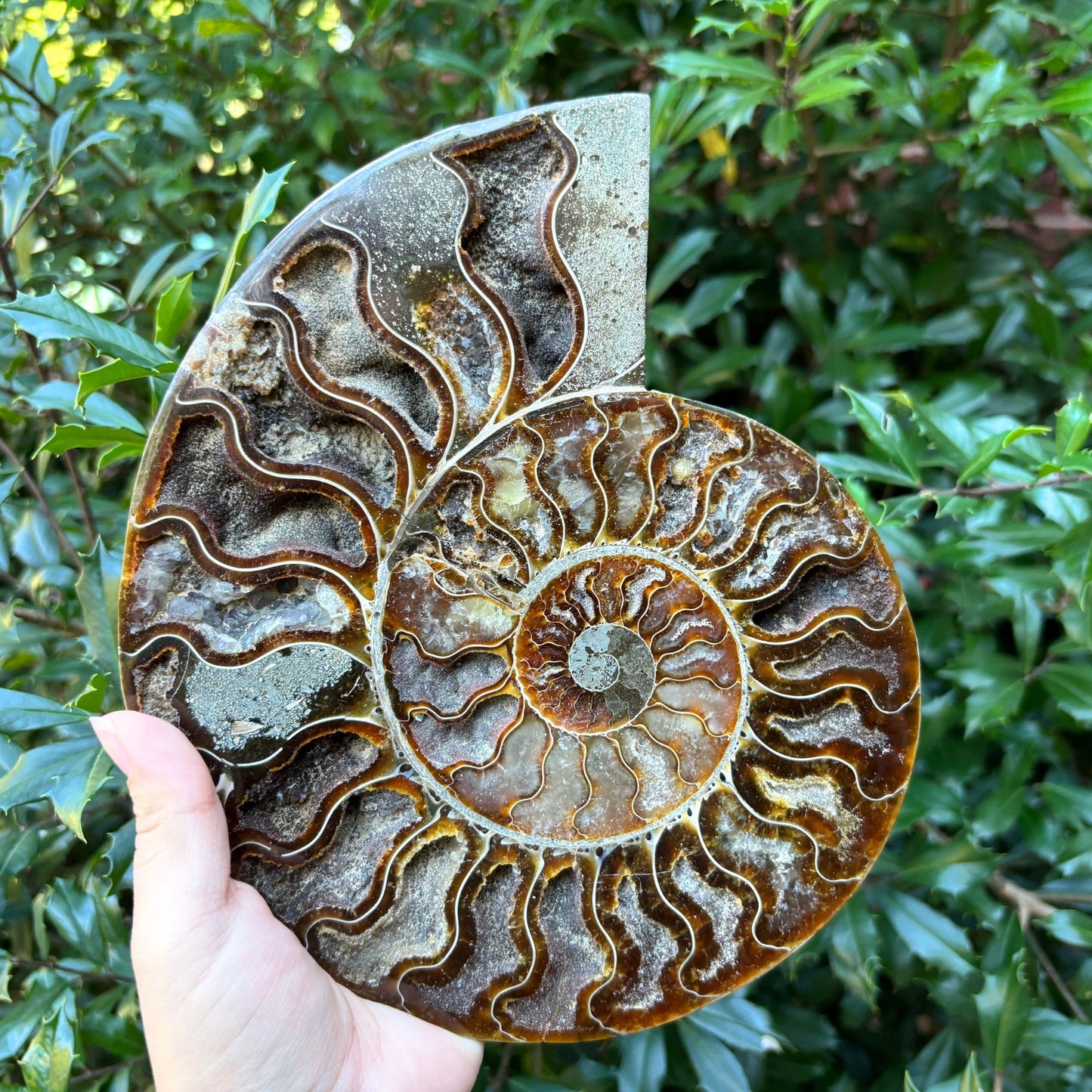 Natural Polished Ammonite Fossil Pair for Energy Healing, Meditation, Collection & Decorative Home Display - RFL020