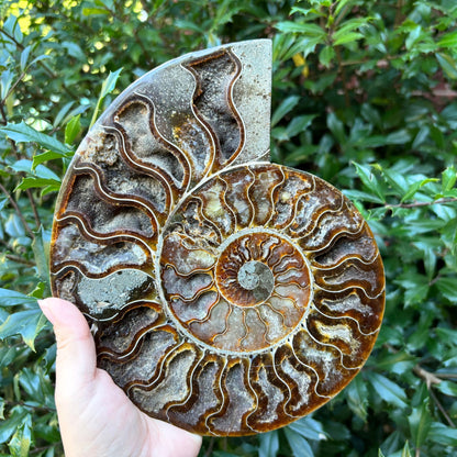 Natural Polished Ammonite Fossil Pair for Energy Healing, Meditation, Collection & Decorative Home Display - RFL020