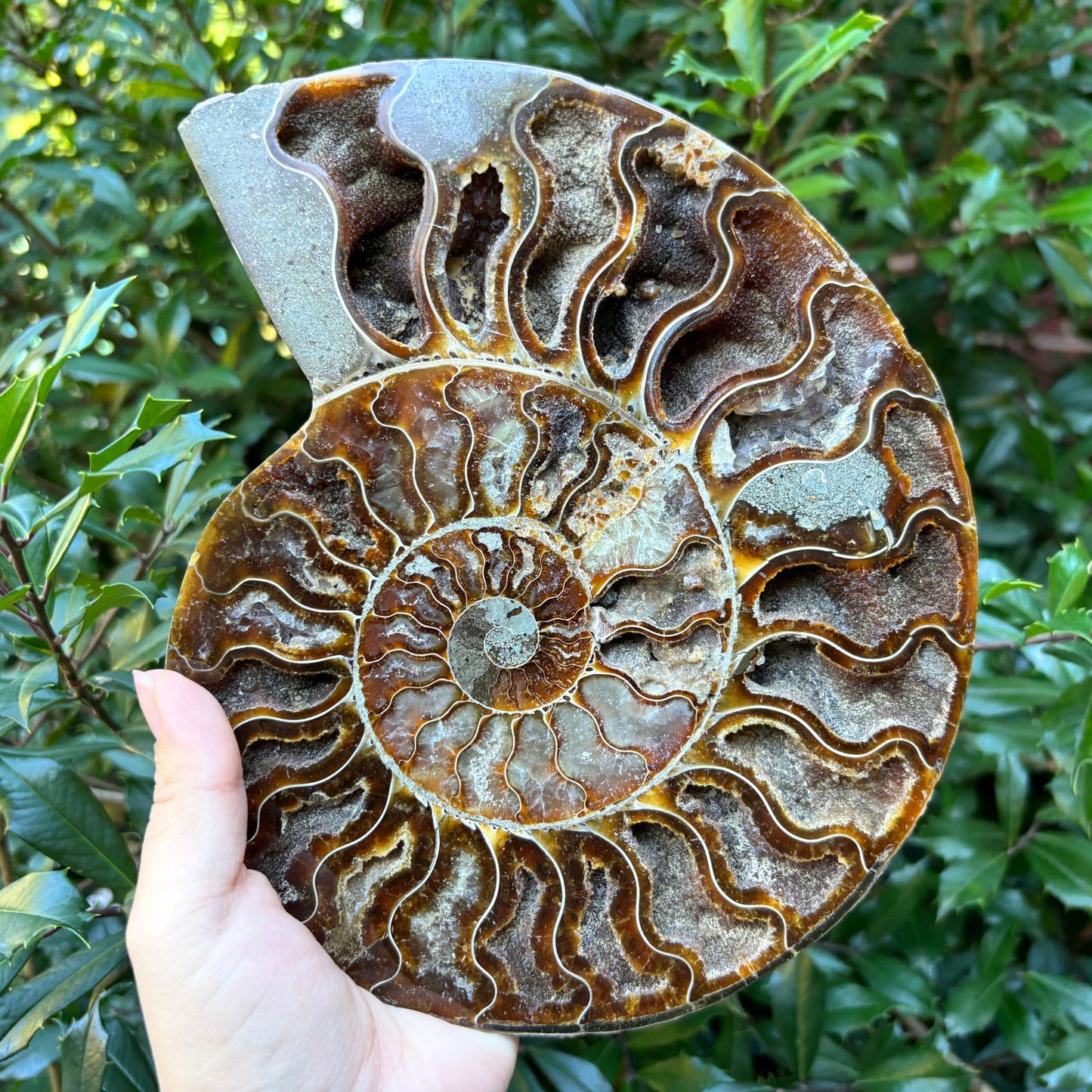 Natural Polished Ammonite Fossil Pair for Energy Healing, Meditation, Collection & Decorative Home Display - RFL020