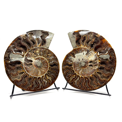 Natural Polished Ammonite Fossil Pair for Energy Healing, Meditation, Collection & Decorative Home Display - RFL020