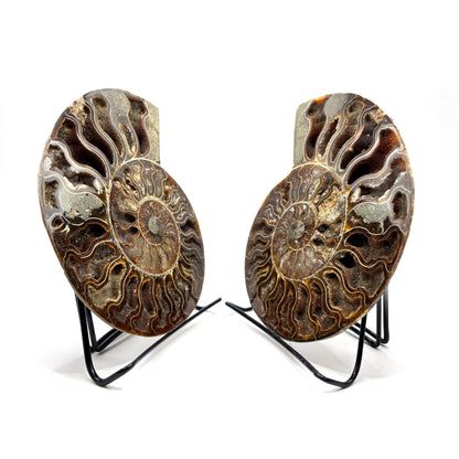 Natural Polished Ammonite Fossil Pair for Energy Healing, Meditation, Collection & Decorative Home Display - RFL020