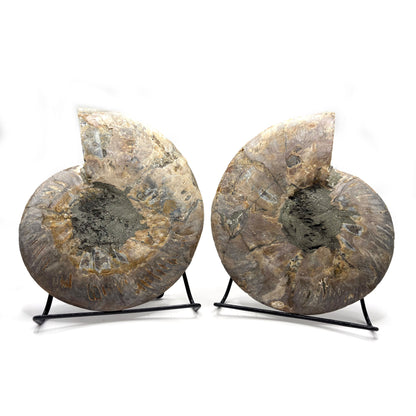 Natural Polished Ammonite Fossil Pair for Energy Healing, Meditation, Collection & Decorative Home Display - RFL020