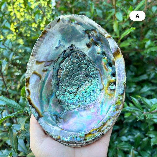 Natural Polished Abalone Shell with Iridescent Colors for Smudging, Home Decor & Crystal Display - RFL021
