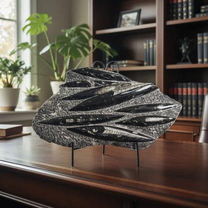 Orthoceras Fossil Plate Natural Polished Fossil Display Specimen 13.5 Inch