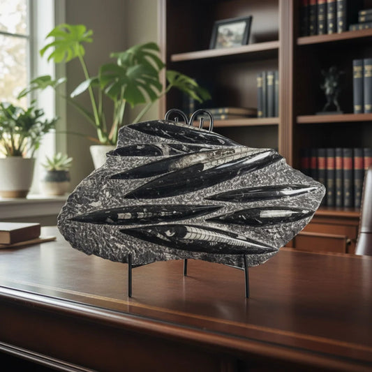 Orthoceras Fossil Plate Natural Polished Fossil Display Specimen 13.5 Inch