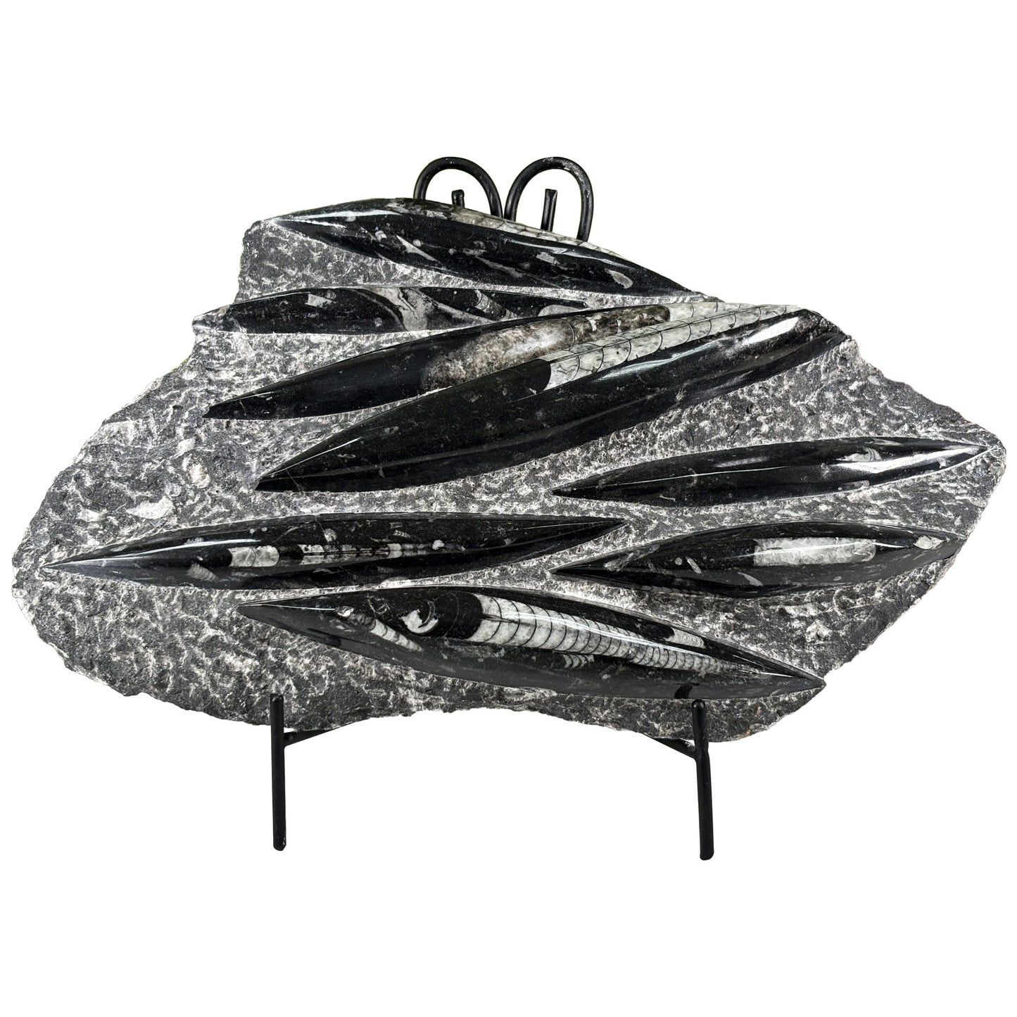 Orthoceras Fossil - Gem Avenue Retail
