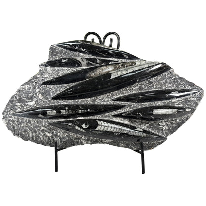 Orthoceras Fossil - Gem Avenue Retail