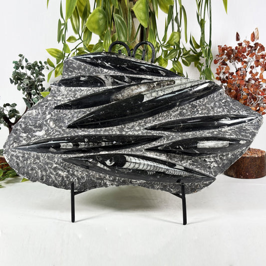 Orthoceras Fossil - Gem Avenue Retail