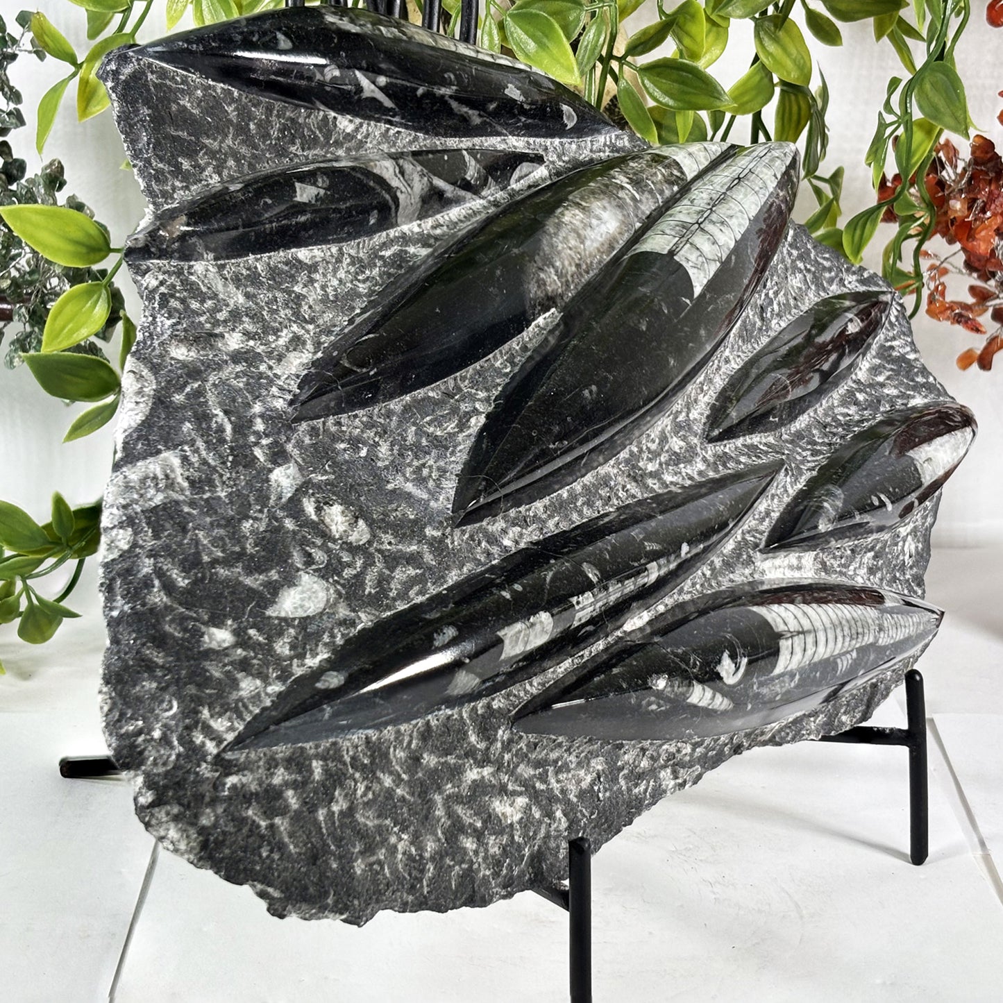Orthoceras Fossil - Gem Avenue Retail