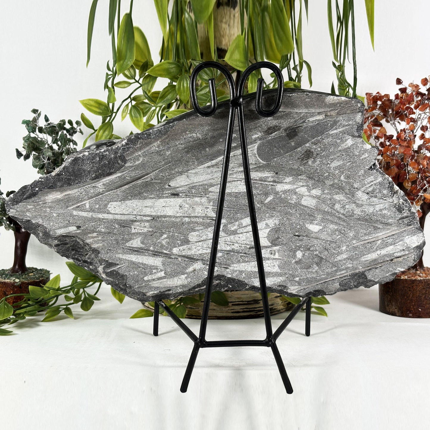 Orthoceras Fossil - Gem Avenue Retail