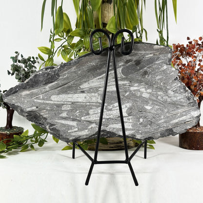 Orthoceras Fossil - Gem Avenue Retail