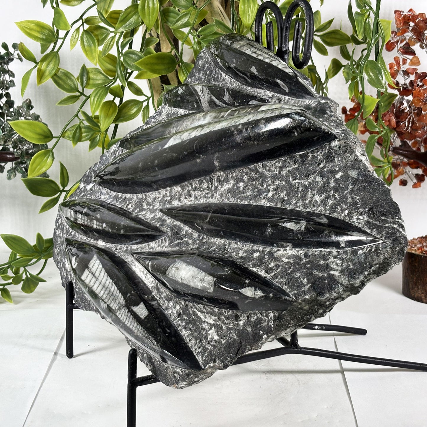 Orthoceras Fossil - Gem Avenue Retail